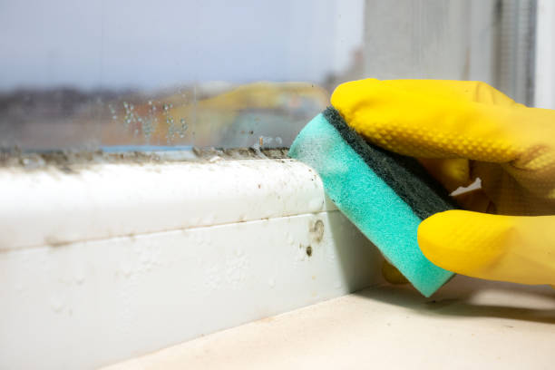 Best Toxic Mold Removal  in Prince Frederick, MD