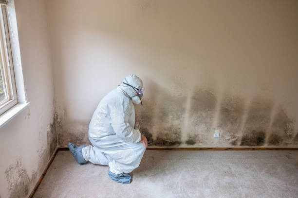 Best Mold Remediation Experts  in Prince Frederick, MD