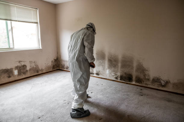 Professional Mold Removal in Prince Frederick, MD