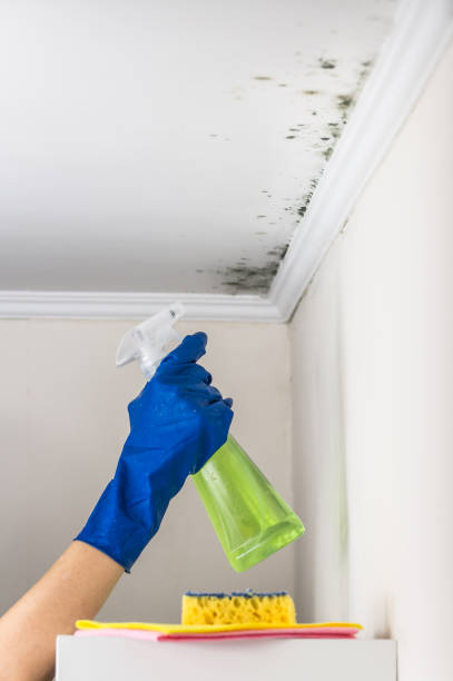 Best Professional Mold Removal  in Prince Frederick, MD