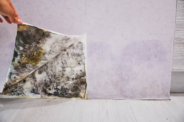 Best Toxic Mold Removal  in Prince Frederick, MD